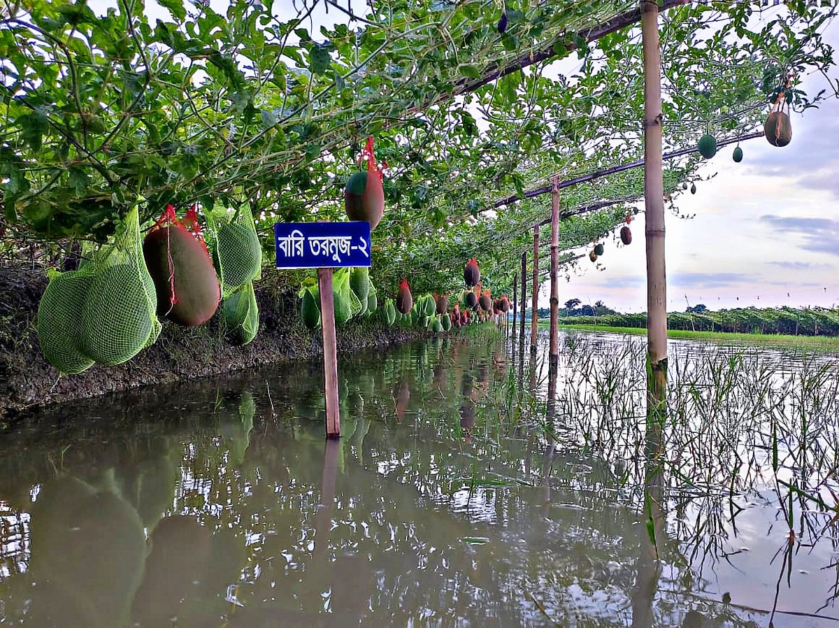 মাছের ঘেরে মাচায় ঝুলছে রসালো তরমুজ। আজ সোমবার খুলনার কয়রা উপজেলার বাগালী ইউনিয়নের বগা গ্রামে